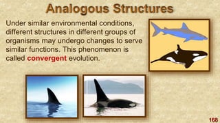 168
Under similar environmental conditions,
different structures in different groups of
organisms may undergo changes to serve
similar functions. This phenomenon is
called convergent evolution.
 