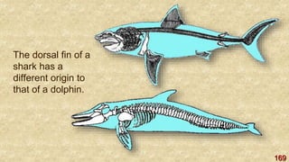 169
The dorsal fin of a
shark has a
different origin to
that of a dolphin.
 
