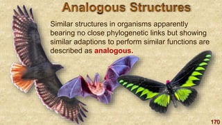 170
Similar structures in organisms apparently
bearing no close phylogenetic links but showing
similar adaptions to perform similar functions are
described as analogous.
 