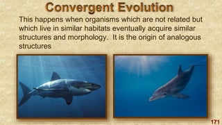 171
This happens when organisms which are not related but
which live in similar habitats eventually acquire similar
structures and morphology. It is the origin of analogous
structures
 