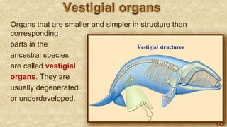 172
Organs that are smaller and simpler in structure than
corresponding
parts in the
ancestral species
are called vestigial
organs. They are
usually degenerated
or underdeveloped.
 