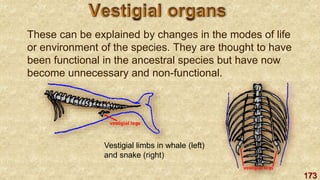 173
These can be explained by changes in the modes of life
or environment of the species. They are thought to have
been functional in the ancestral species but have now
become unnecessary and non-functional.
Vestigial limbs in whale (left)
and snake (right)
 