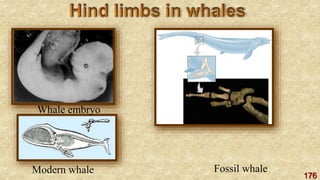 176
Whale embryo
Modern whale Fossil whale
 