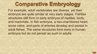 180
For example, adult vertebrates are diverse, yet their
embryos are quite similar at very early stages. Fishlike
structures still form in early embryos of reptiles, birds,
and mammals. In fish embryos, a two-chambered heart,
some veins, and parts of arteries develop and persist in
adult fishes. The same structures form early in human
embryos but do not persist as such in adults.
 