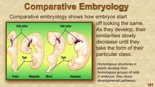 181
Comparative embryology shows how embryos start
off looking the same.
As they develop, their
similarities slowly
decrease until they
take the form of their
particular class.
Homologous structures in
adults develop from
homologous groups of cells
in embryos: they share
developmental pathways.
 