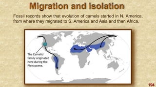 194
Fossil records show that evolution of camels started in N. America,
from where they migrated to S. America and Asia and then Africa.
 
