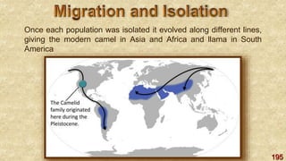 195
Once each population was isolated it evolved along different lines,
giving the modern camel in Asia and Africa and llama in South
America
 