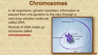 197
In all organisms, genetic hereditary information is
passed from one geration to the next through a
very long complex molecule
called DNA.
Strands of DNA make up
structures called
chromosomes.
 