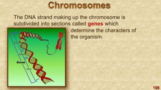 198
The DNA strand making up the chromosome is
subdivided into sections called genes which
determine the characters of
the organism.
 