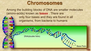 199
Among the building blocks of DNA are smaller molecules
(amino-acids) known as bases . There are
only four bases and they are found in all
organisms, from bacteria to humans
 