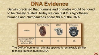 200
Darwin predicted that humans and primates would be found
to be closely related. Today we can test this hypothesis:
humans and chimpanzees share 98% of the DNA.
The DNA of nonhuman primate species is remarkably similar
to those found in human DNA.
 