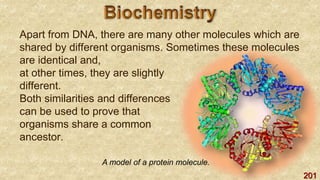 201
Apart from DNA, there are many other molecules which are
shared by different organisms. Sometimes these molecules
are identical and,
at other times, they are slightly
different.
Both similarities and differences
can be used to prove that
organisms share a common
ancestor.
A model of a protein molecule.
 