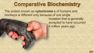 203
The protein known as cytochrome c of humans and
monkeys is different only because of one single
mutation that is generally
accepted to have occurred
4 million years ago.
 