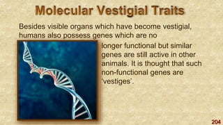 204
Besides visible organs which have become vestigial,
humans also possess genes which are no
longer functional but similar
genes are still active in other
animals. It is thought that such
non-functional genes are
‘vestiges’.
 