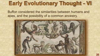 25
Buffon considered the similarities between humans and
apes, and the possibility of a common ancestry.
 