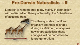 34
Lamarck is remembered today mainly in connection
with a discredited theory of heredity, the "inheritance
of acquired traits".
This theory states that if an
organism changes its shape
during its lifetime (i.e. acquires
new characteristics), these
changes will be carried on to
future generations.
 