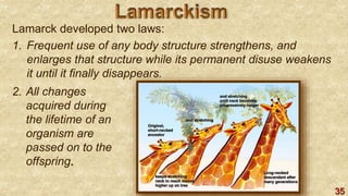 35
Lamarck developed two laws:
1. Frequent use of any body structure strengthens, and
enlarges that structure while its permanent disuse weakens
it until it finally disappears.
2. All changes
acquired during
the lifetime of an
organism are
passed on to the
offspring.
 