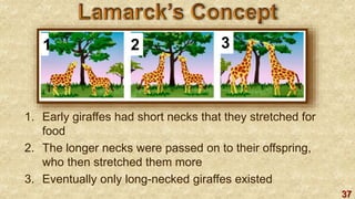 37
1. Early giraffes had short necks that they stretched for
food
2. The longer necks were passed on to their offspring,
who then stretched them more
3. Eventually only long-necked giraffes existed
1 2 3
 