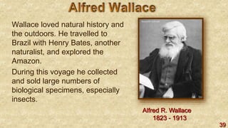 39
Wallace loved natural history and
the outdoors. He travelled to
Brazil with Henry Bates, another
naturalist, and explored the
Amazon.
During this voyage he collected
and sold large numbers of
biological specimens, especially
insects.
Alfred R. Wallace
1823 - 1913
 