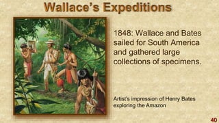 40
1848: Wallace and Bates
sailed for South America
and gathered large
collections of specimens.
Artist’s impression of Henry Bates
exploring the Amazon
 