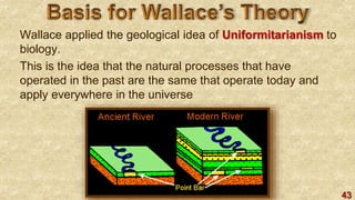 43
Wallace applied the geological idea of Uniformitarianism to
biology.
This is the idea that the natural processes that have
operated in the past are the same that operate today and
apply everywhere in the universe
 