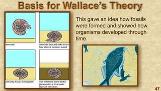 47
This gave an idea how fossils
were formed and showed how
organisms developed through
time.
 