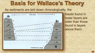 48
As sediments are laid down chronologically, the
fossils found in
lower layers are
older than those
found in layers
above them.
 