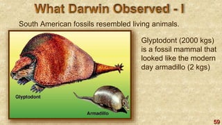 59
South American fossils resembled living animals.
Glyptodont (2000 kgs)
is a fossil mammal that
looked like the modern
day armadillo (2 kgs)
 