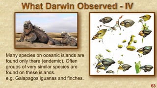 63
Many species on oceanic islands are
found only there (endemic). Often
groups of very similar species are
found on these islands.
e.g. Galapagos iguanas and finches.
 