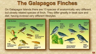64
On Galapagos Islands there are 13 species of anatomically very different,
but closely related species of finch. They differ greatly in beak size and
diet, having evolved very different lifestyles.
 