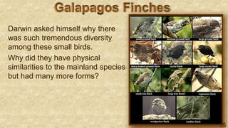 65
Darwin asked himself why there
was such tremendous diversity
among these small birds.
Why did they have physical
similarities to the mainland species
but had many more forms?
 