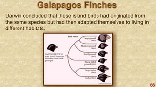 66
Darwin concluded that these island birds had originated from
the same species but had then adapted themselves to living in
different habitats.
 