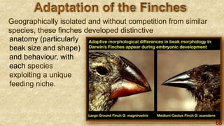 68
Geographically isolated and without competition from similar
species, these finches developed distinctive
anatomy (particularly
beak size and shape)
and behaviour, with
each species
exploiting a unique
feeding niche.
 