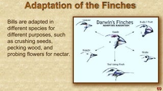 69
Bills are adapted in
different species for
different purposes, such
as crushing seeds,
pecking wood, and
probing flowers for nectar.
 
