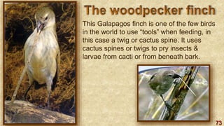 73
This Galapagos finch is one of the few birds
in the world to use “tools” when feeding, in
this case a twig or cactus spine. It uses
cactus spines or twigs to pry insects &
larvae from cacti or from beneath bark.
 