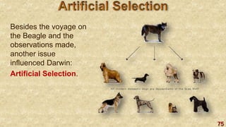 75
Besides the voyage on
the Beagle and the
observations made,
another issue
influenced Darwin:
Artificial Selection.
 