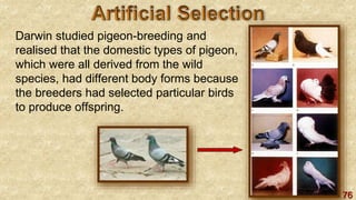 76
Darwin studied pigeon-breeding and
realised that the domestic types of pigeon,
which were all derived from the wild
species, had different body forms because
the breeders had selected particular birds
to produce offspring.
 