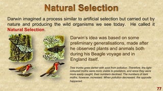 77
Darwin imagined a process similar to artificial selection but carried out by
nature and producing the wild organisms we see today. He called it
Natural Selection.
Darwin’s idea was based on some
preliminary generalisations, made after
he observed plants and animals both
during his Beagle voyage and in
England itself.
Tree trunks grew darker with soot from pollution. Therefore, the light-
coloured moths were more visible to predators, and since they were
more easily caught, their numbers declined. The numbers of dark
moths, however, increased. When pollution decreased, the opposite
happened.
 