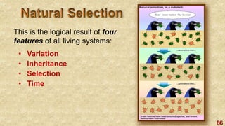86
This is the logical result of four
features of all living systems:
• Variation
• Inheritance
• Selection
• Time
 