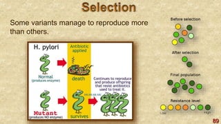 89
Some variants manage to reproduce more
than others.
 