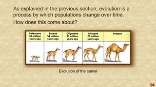 94
As explained in the previous section, evolution is a
process by which populations change over time.
How does this come about?
Evolution of the camel
 