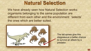 96
We have already seen how Natural Selection works:
organisms belonging to the same population are
different from each other and the environment ‘selects’
the ones which are better suited.
The tail spines give this
stegosaurus a better chance
to survive an attack by a
predator.
 
