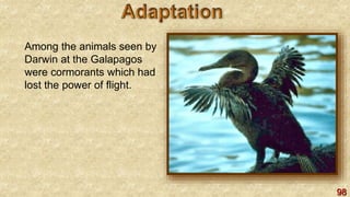 98
Among the animals seen by
Darwin at the Galapagos
were cormorants which had
lost the power of flight.
 