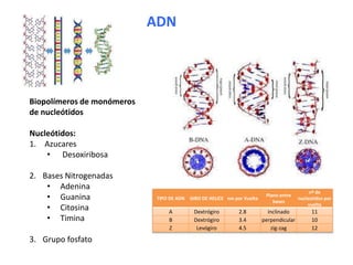 ADN
Biopolímeros de monómeros
de nucleótidos
Nucleótidos:
1. Azucares
• Desoxiribosa
2. Bases Nitrogenadas
• Adenina
• Guanina
• Citosina
• Timina
3. Grupo fosfato
TIPO DE ADN GIRO DE HELICE nm por Vuelta
Plano entre
bases
nº de
nucleotidos por
vuelta
A Dextrógiro 2.8 inclinado 11
B Dextrógiro 3.4 perpendicular 10
Z Levógiro 4.5 zig-zag 12
 