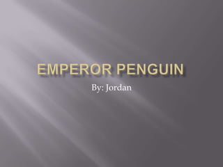 Emperor penguin By: Jordan 