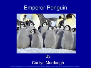 Emperor Penguin By: Caelyn Murdaugh   http:// www.gwinnett.k12.ga.us/CooperES/Teacher_Websites/Watson_Web/5th_marine_biology_thursday/davidemperorpenguinpics.html 