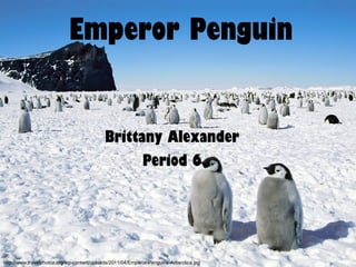 Emperor Penguin Brittany Alexander Period 6 http://www.travelphotoz.org/wp-content/uploads/2011/04/Emperor-Penguins-Antarctica.jpg 