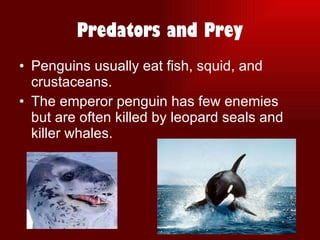 Brittany Alexander. Period 6. Emperor penguin | PPT | Free Download