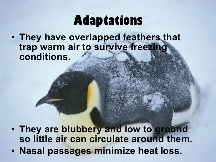 Emperor penguin adaptations types of adaptation bird baron