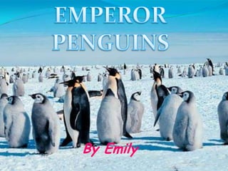 EMPEROR PENGUINS By Emily  